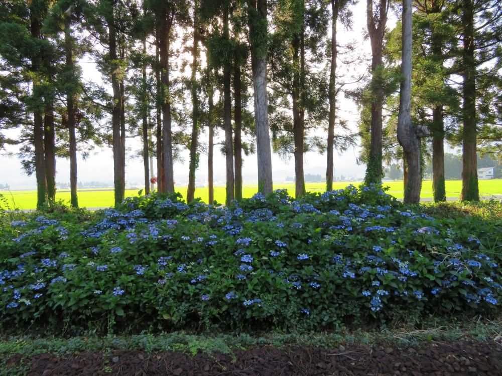 名残の紫陽花