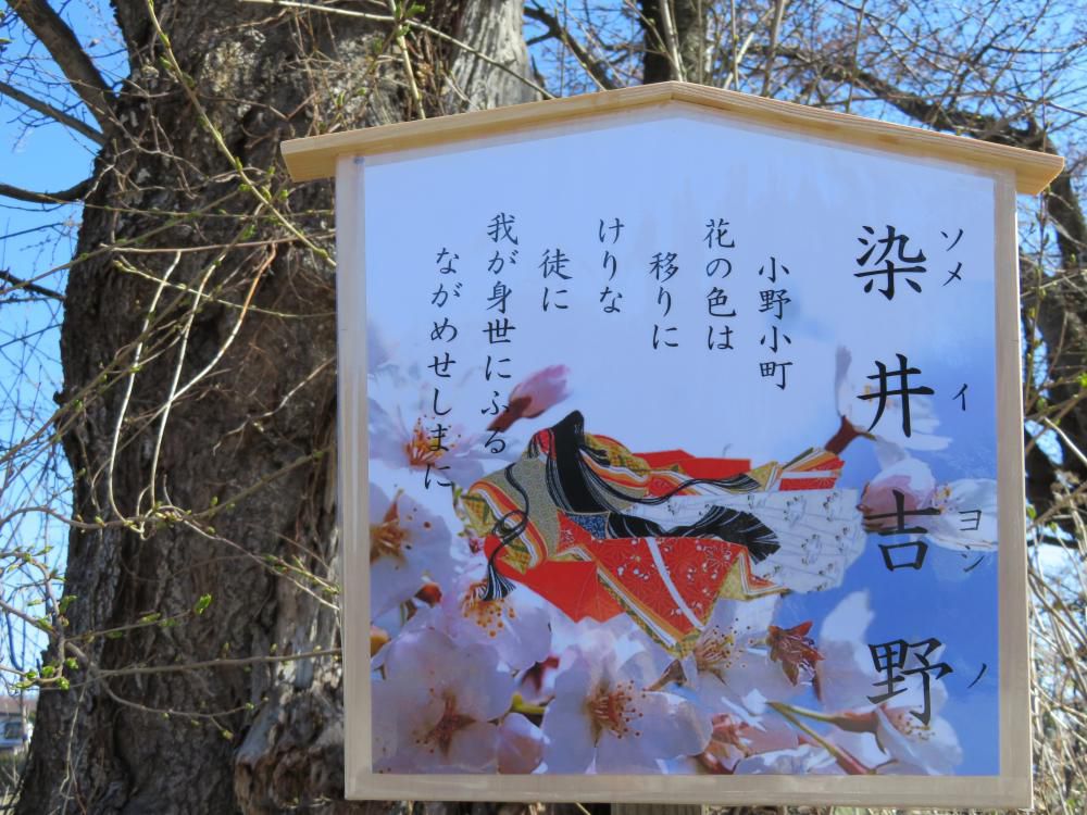 今年の花見は格調高く