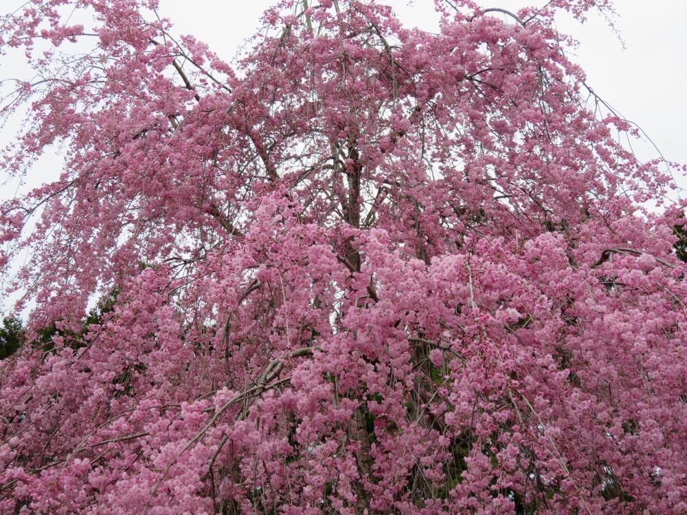 枝垂桜が満開です