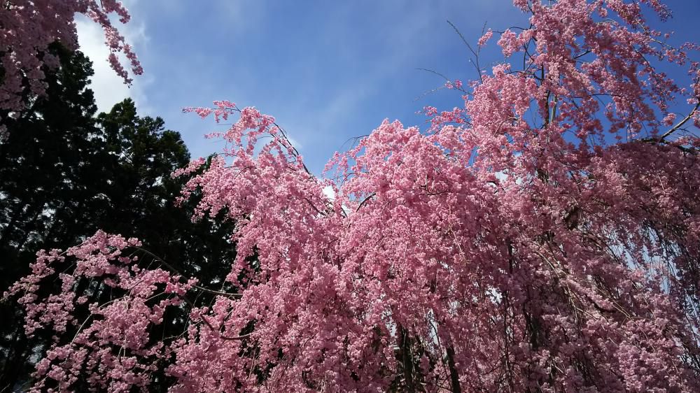 桜三姉妹