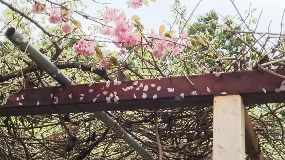 桜花にヒョウも