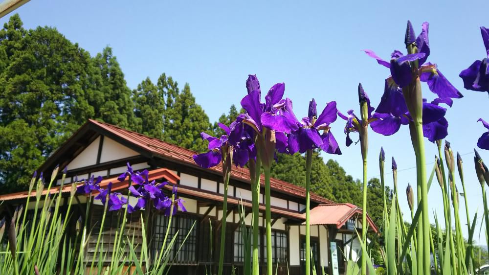 愛（藍）の花咲く