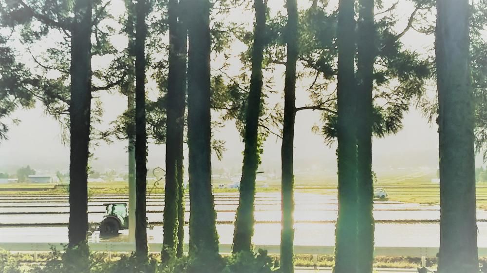 田植えの頃
