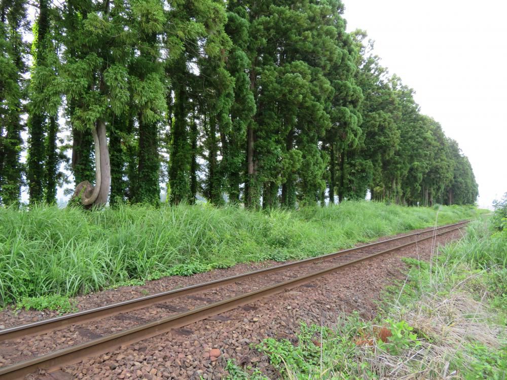 「願懸け杉」もスッキリと