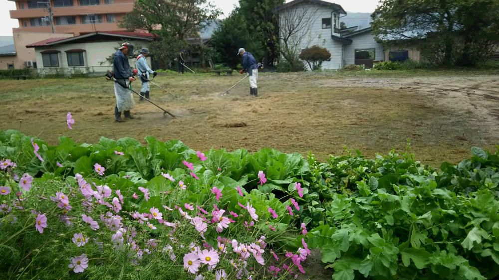 秋空高く菊薫る