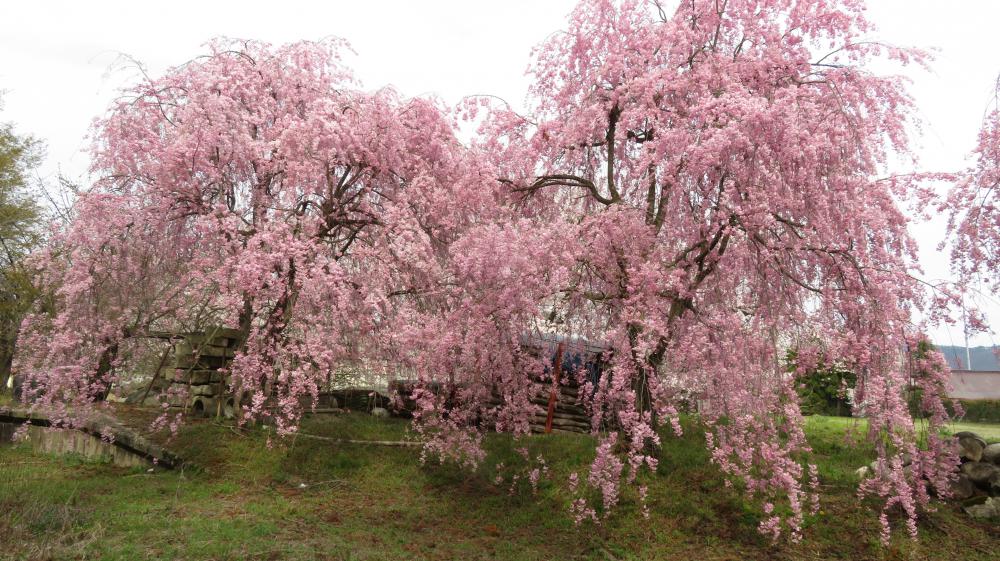 成田駅桜情報(4) シダレザクラ満開です