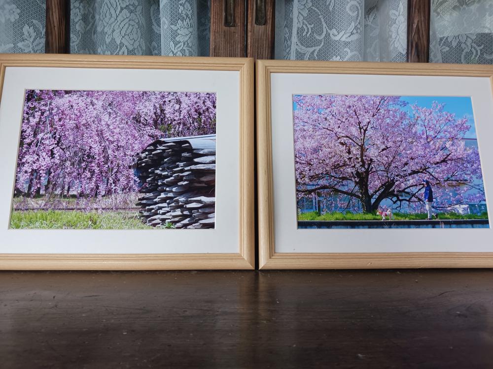「おしょうしな」展の作品から 際立つ桜の彩り