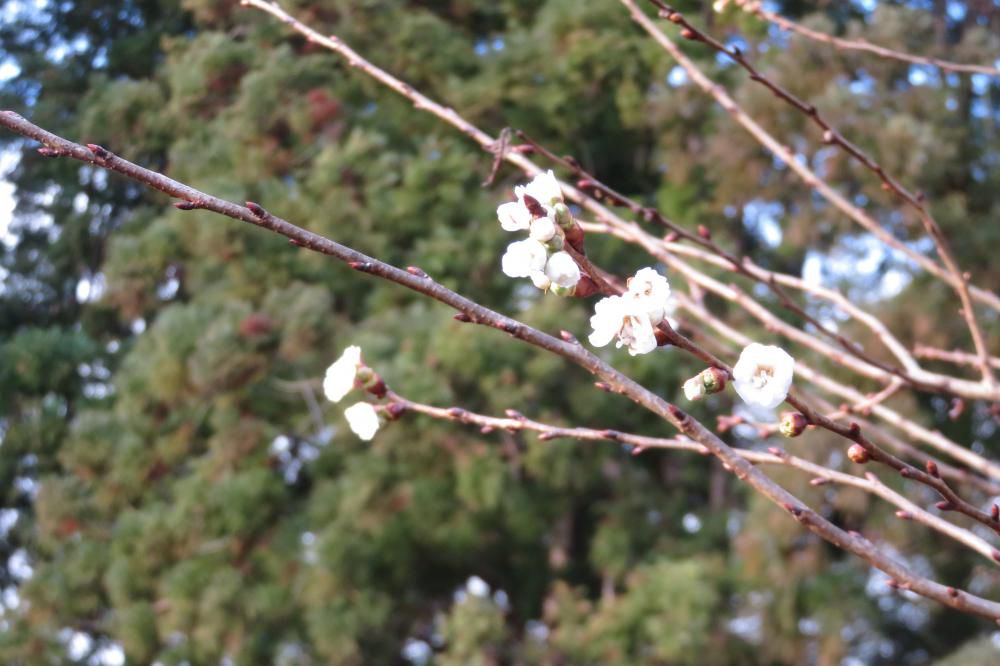 年を越す10月桜