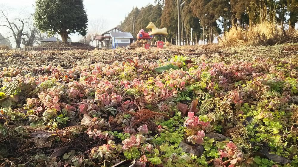 桜と踊り子草
