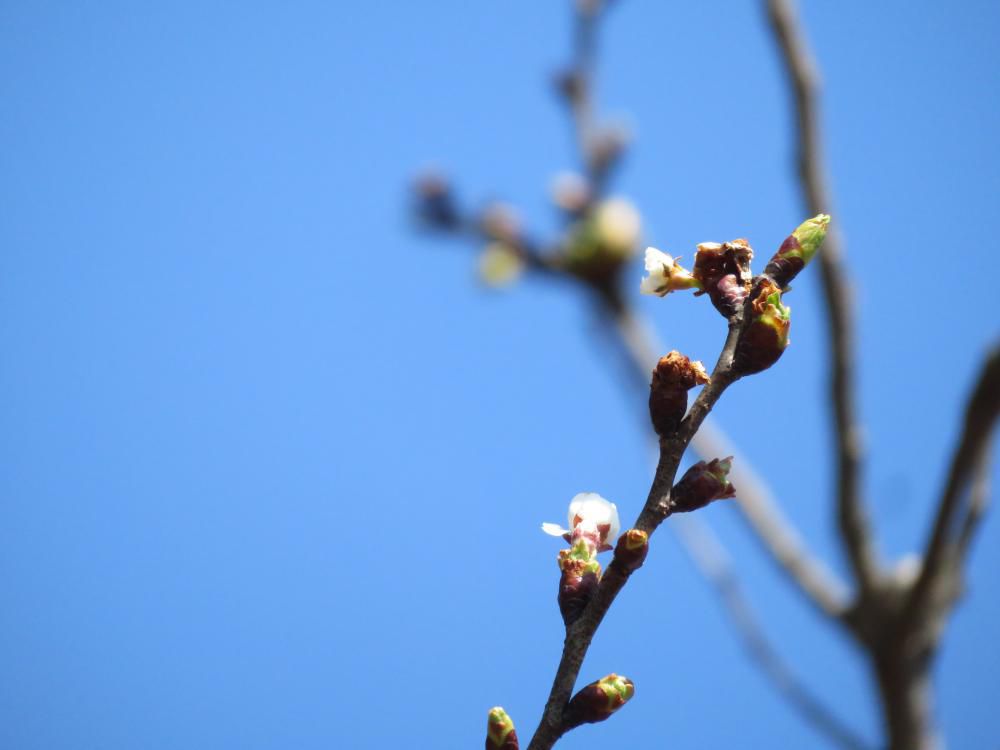春の訪れ　or　冬の名残り