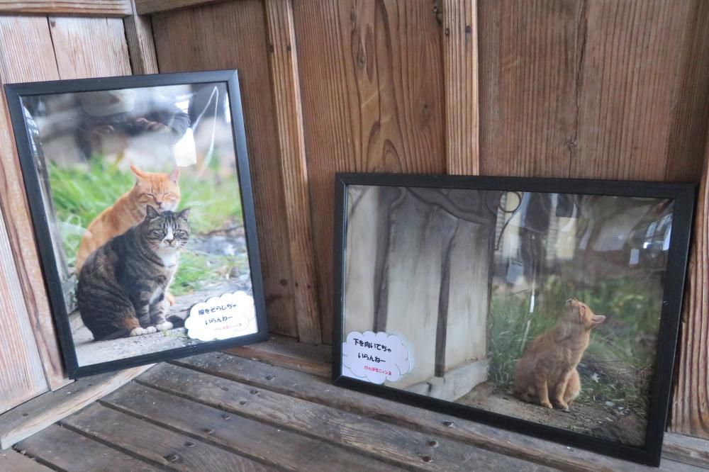 がんばるニャンズ写真展