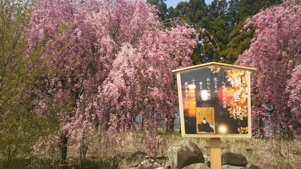 羽前成田駅桜情報の１