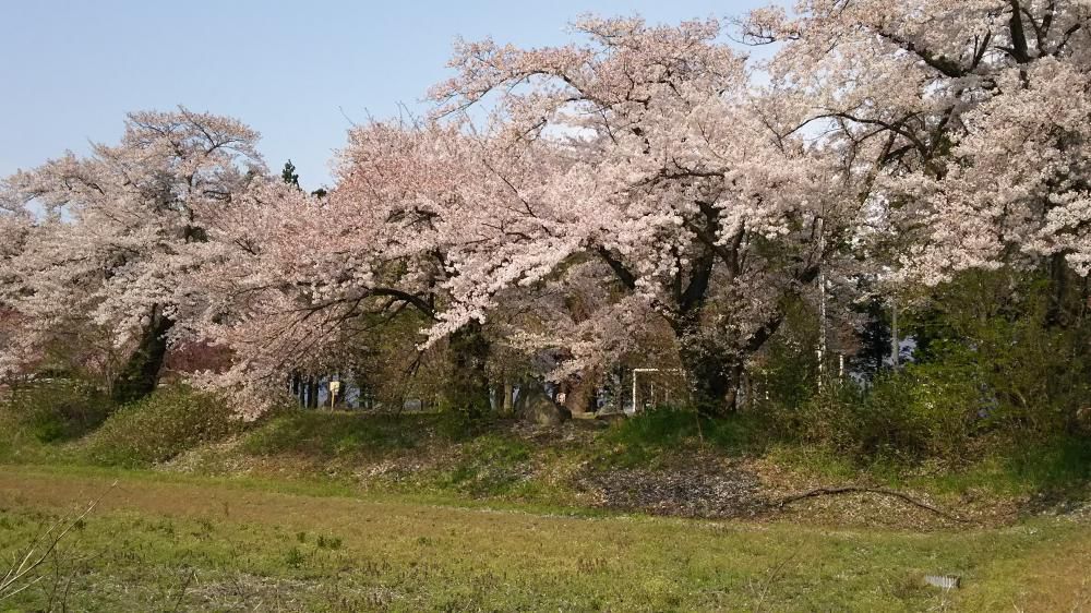羽前成田駅桜情報の２