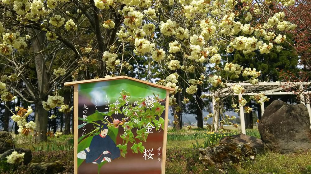 羽前成田駅桜情報の３