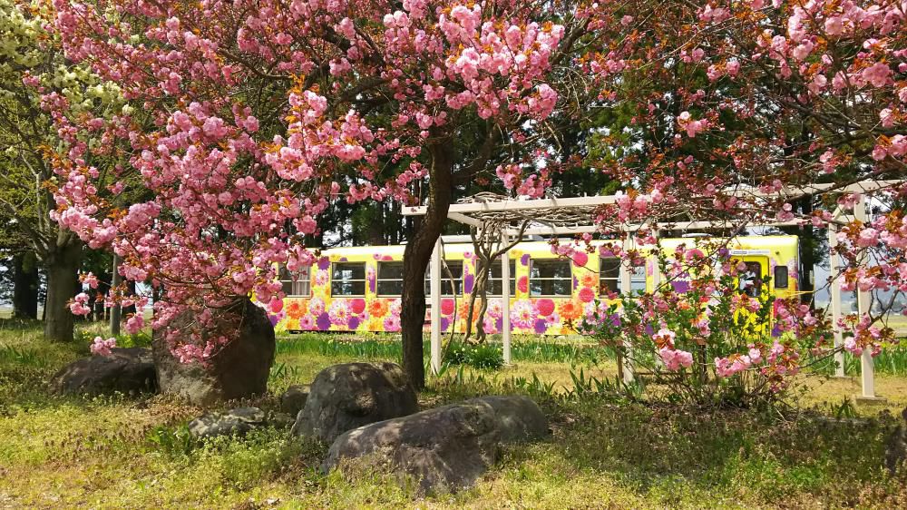 羽前成田駅桜情報の４