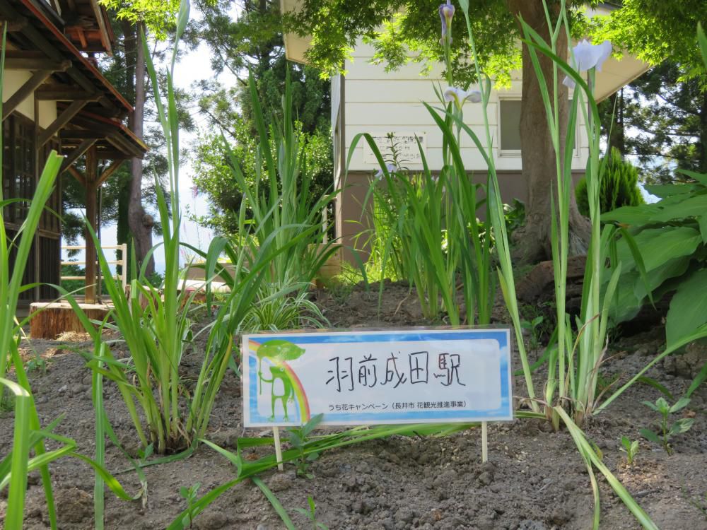 うち花キャンペーン