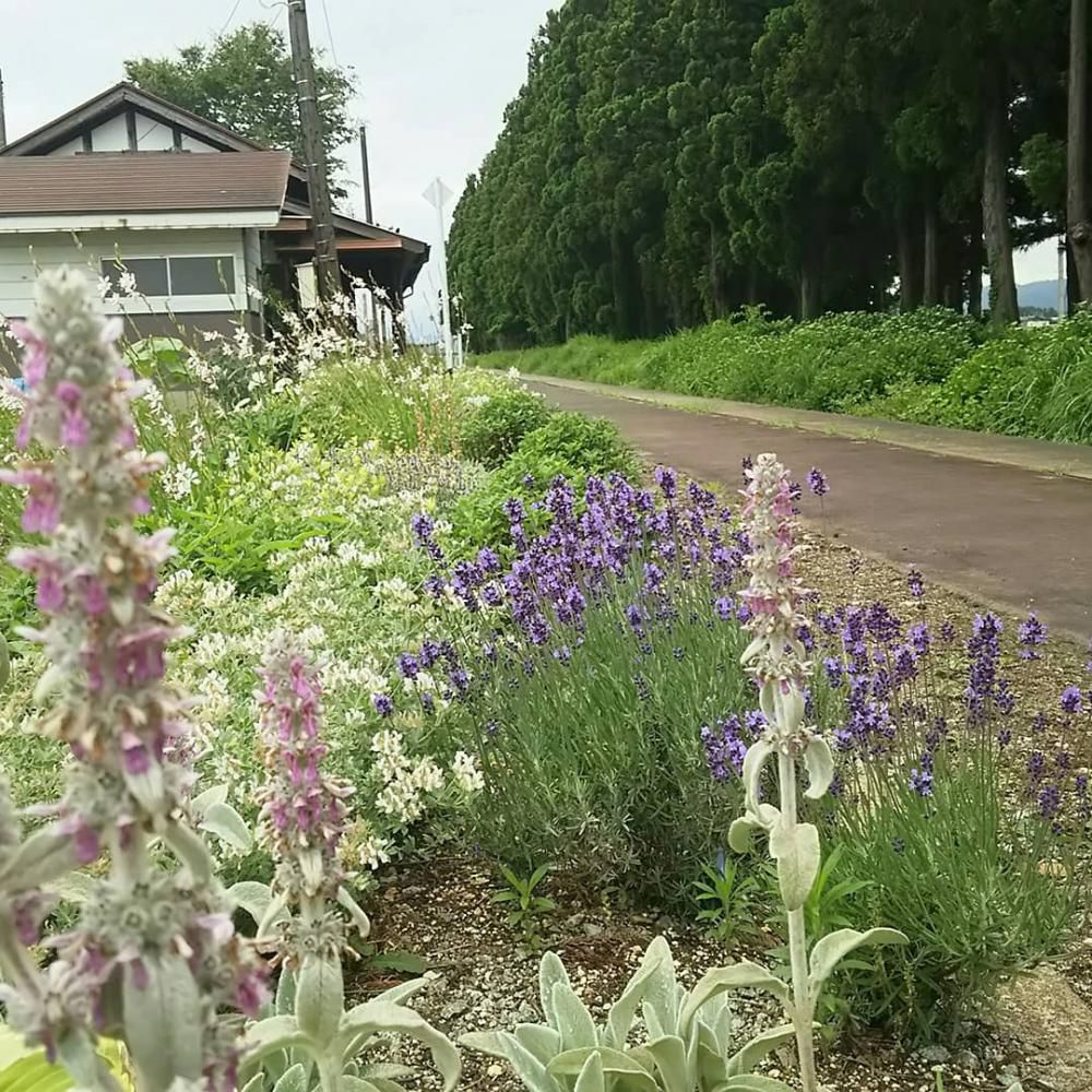 色んな花が