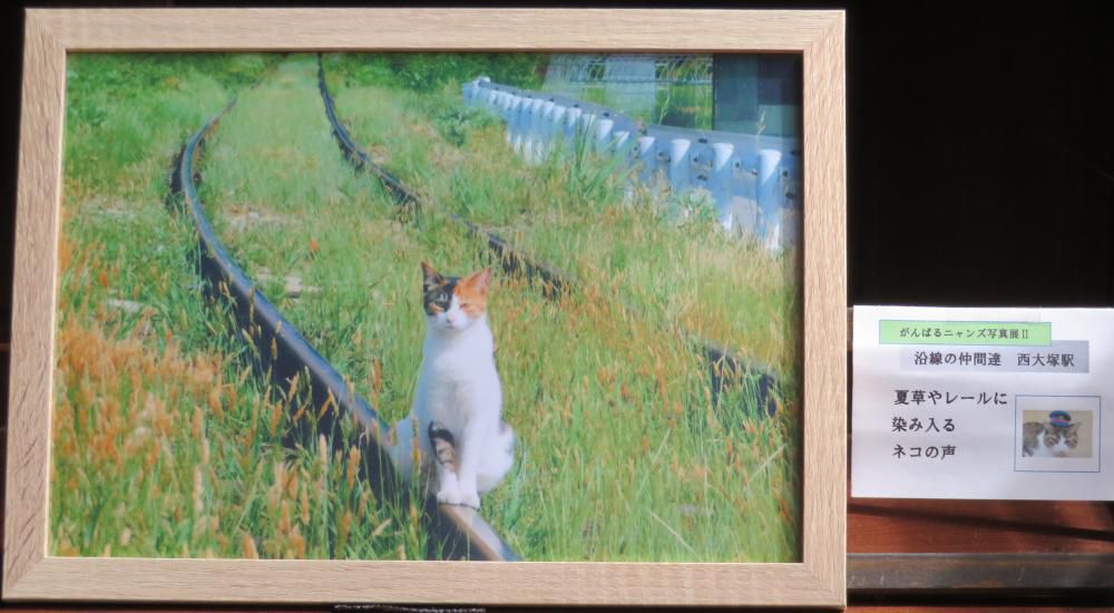 本日最終日　がんばるニャンズ写真展Ⅱ　　