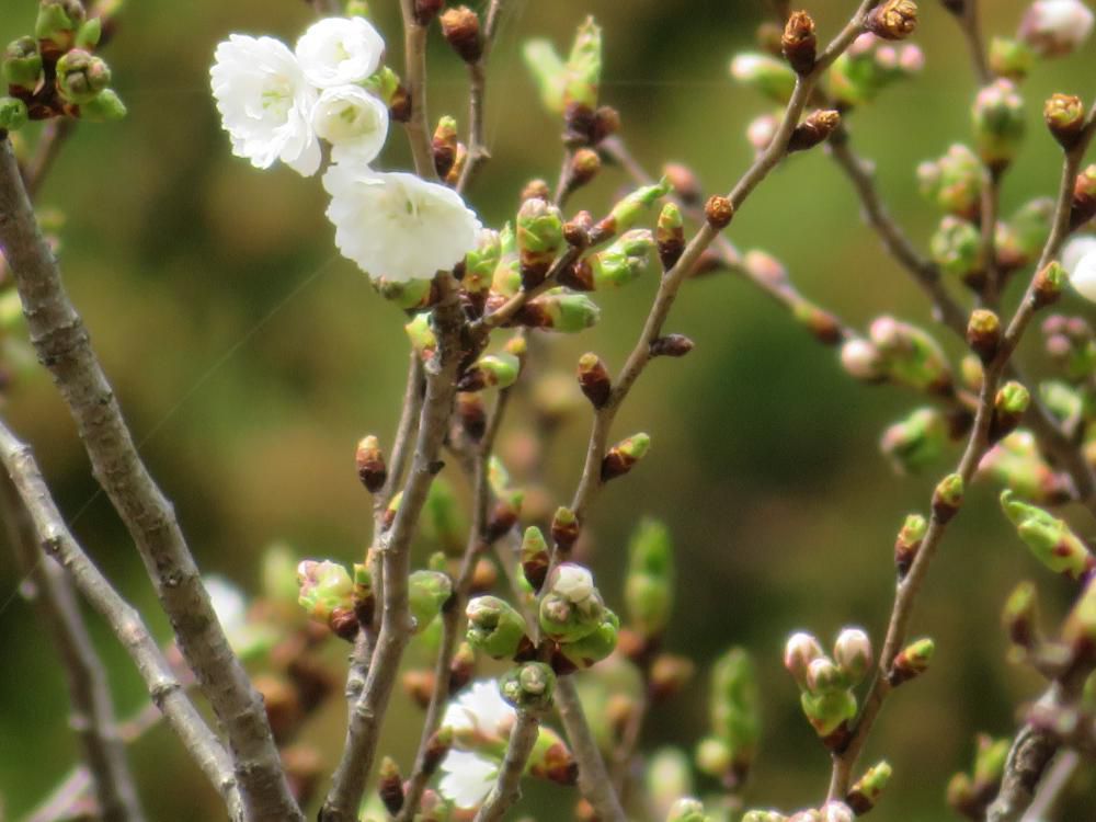 明日から４月
