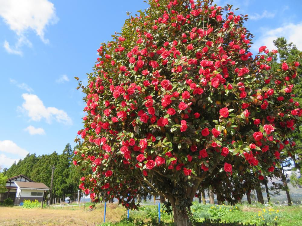 椿の花も咲いてます