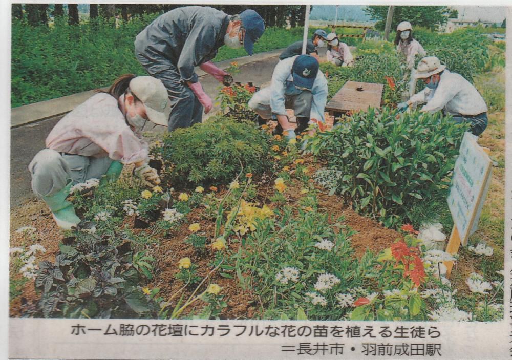 花の想い出