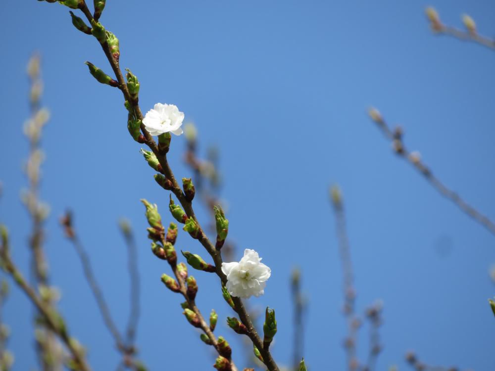 十月桜咲きました