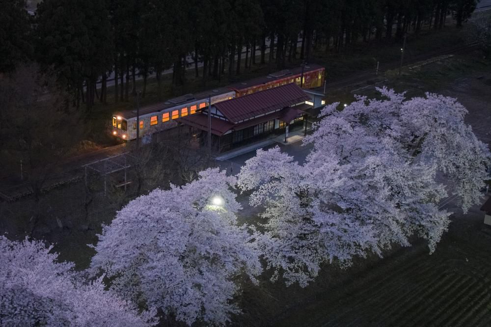 ここの夜桜が最高です