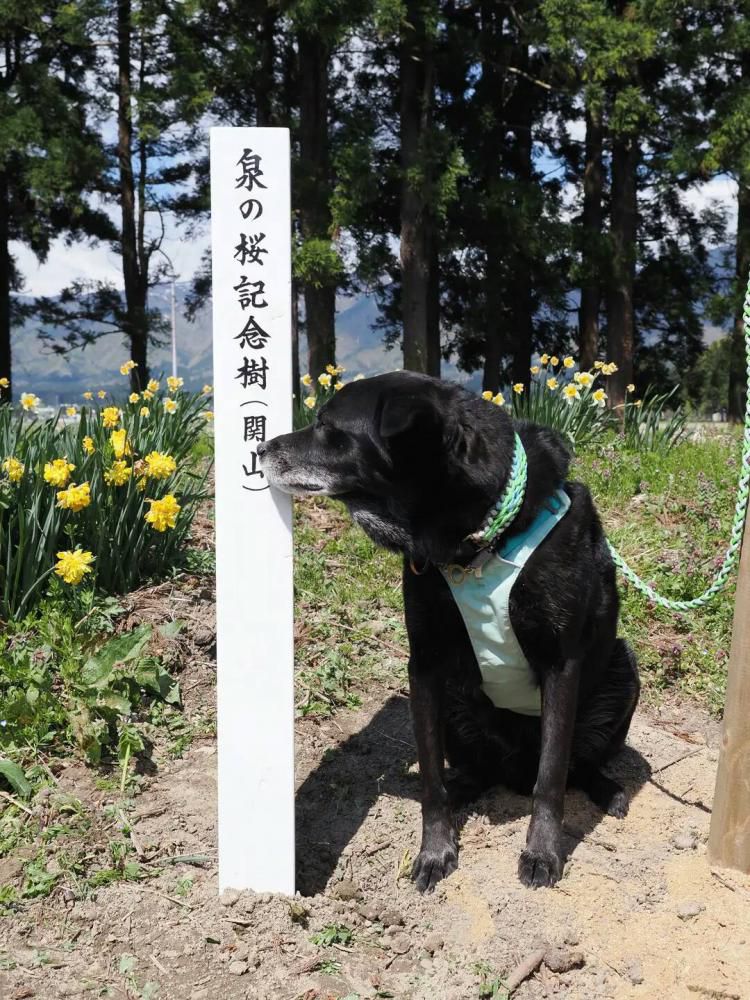 泉の桜