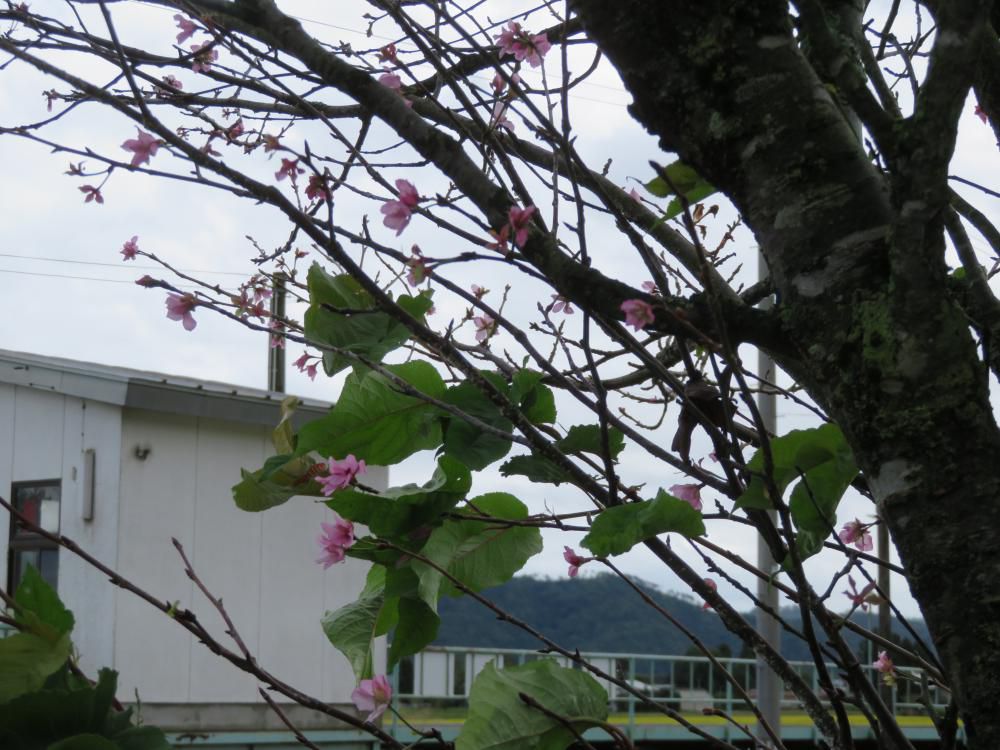 桜咲く？