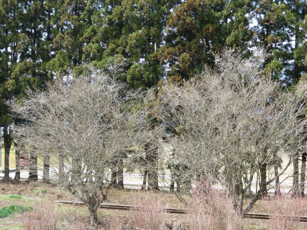 成田駅桜情報(１)　　十月桜咲いてます