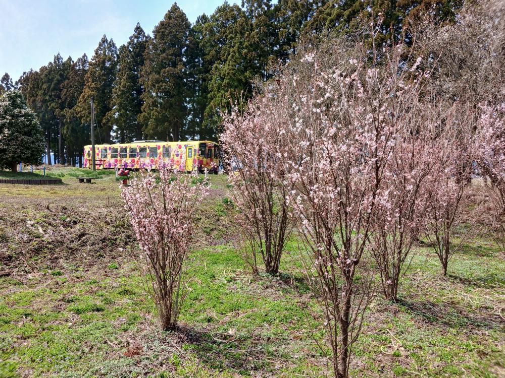成田駅桜情報(2)　　啓翁桜満開です