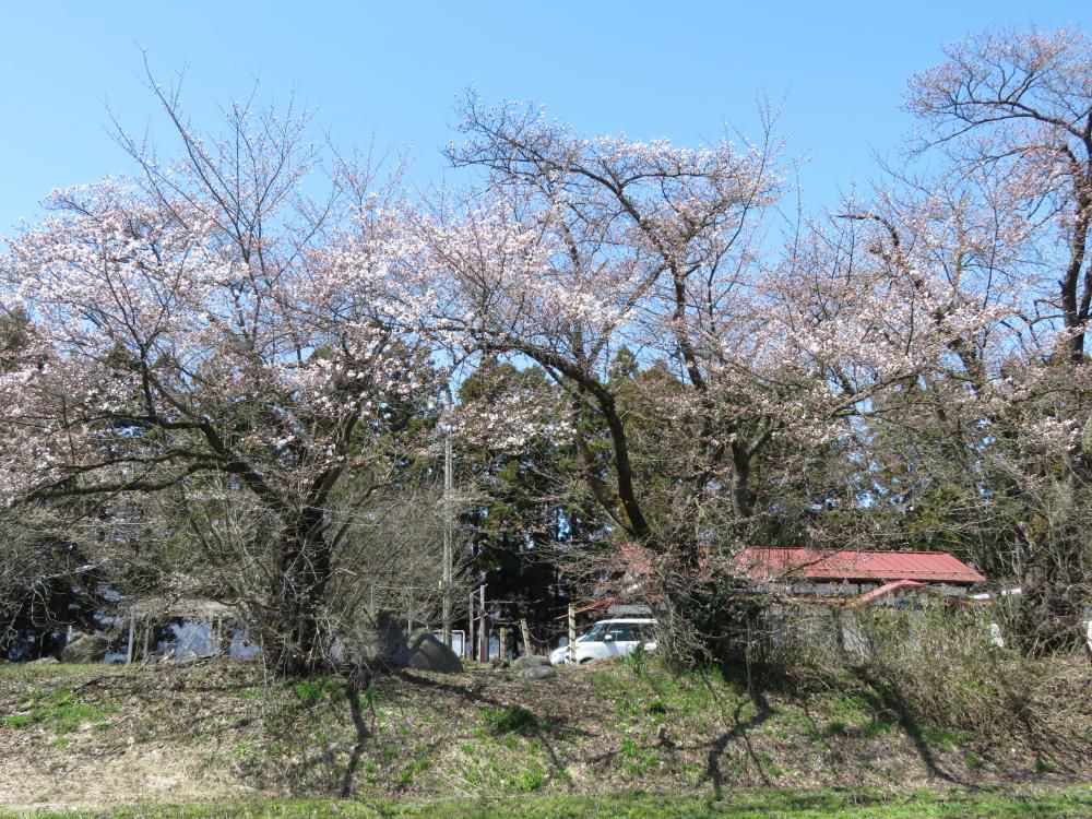 成田駅桜情報（３）　染井吉野は３分咲き