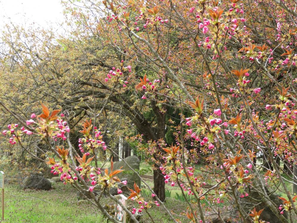 成田駅桜情報（7）　いよいよ関山、鬱金桜の登場です