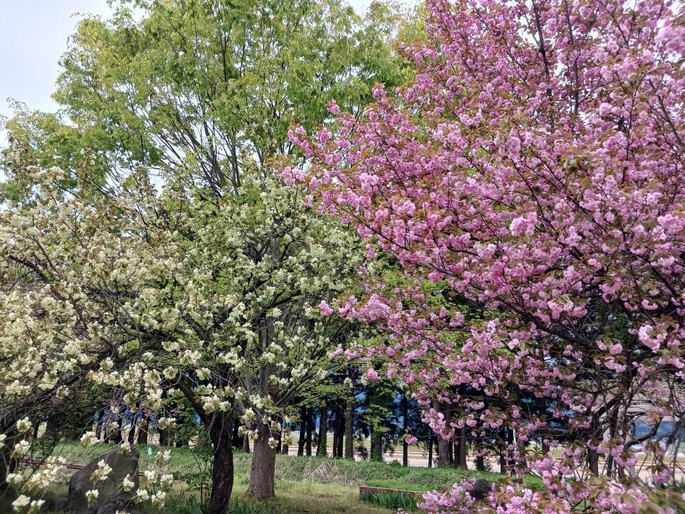 成田駅桜情報(9)　　春を惜しみて