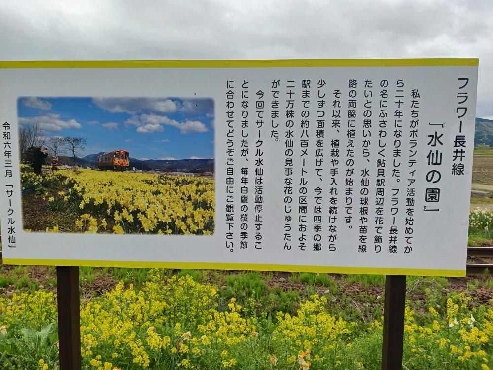 鮎貝駅「サークル水仙」のこと