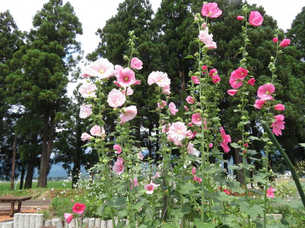 私の居場所