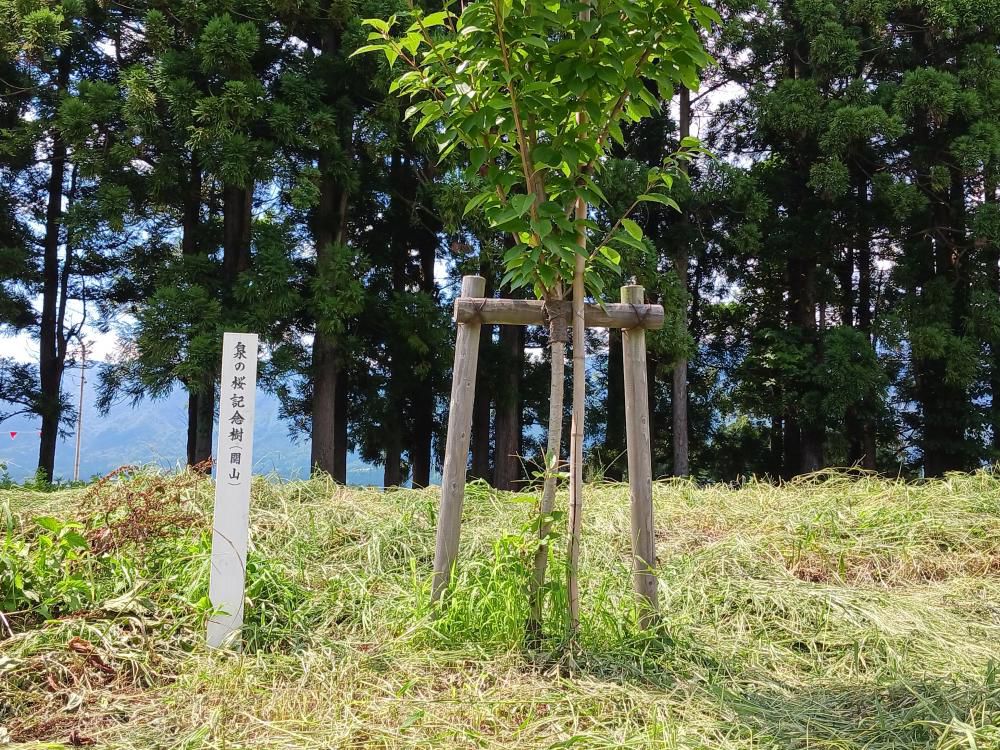 「泉の桜」に会いに来ました