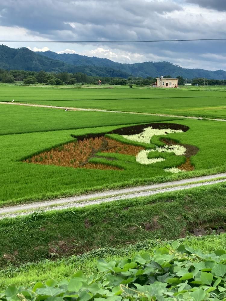 蚕桑駅前　田んぼアートが見頃です