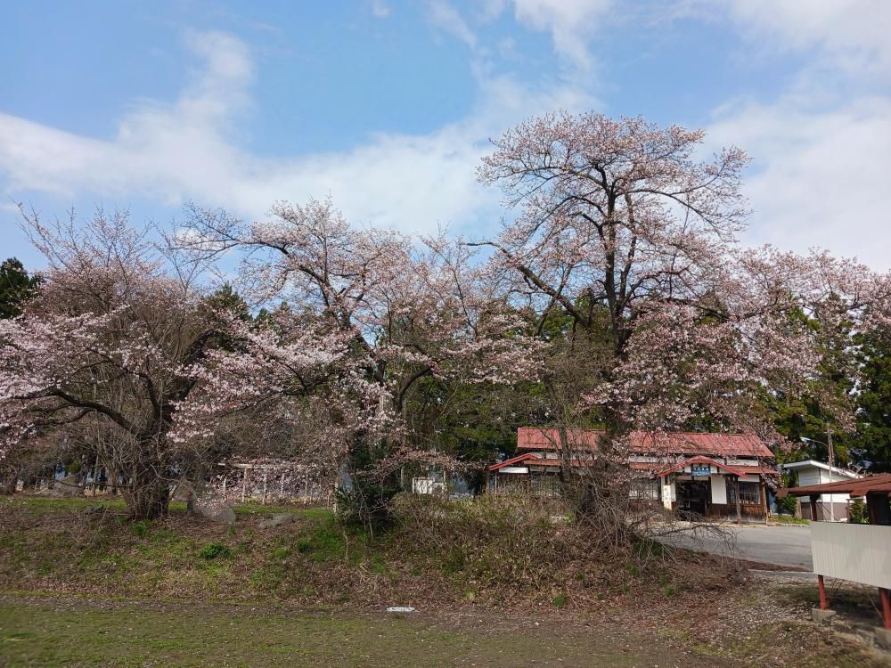 成田駅桜情報(3)　たった１日で