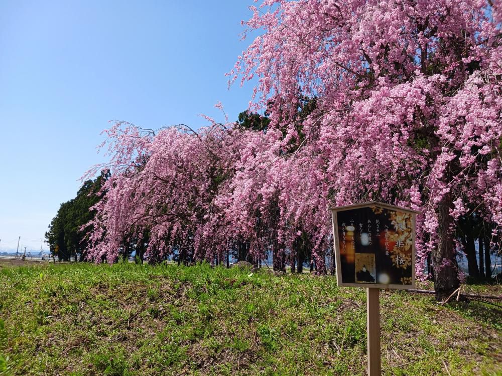 成田駅桜情報(5) 　枝垂桜が満開です