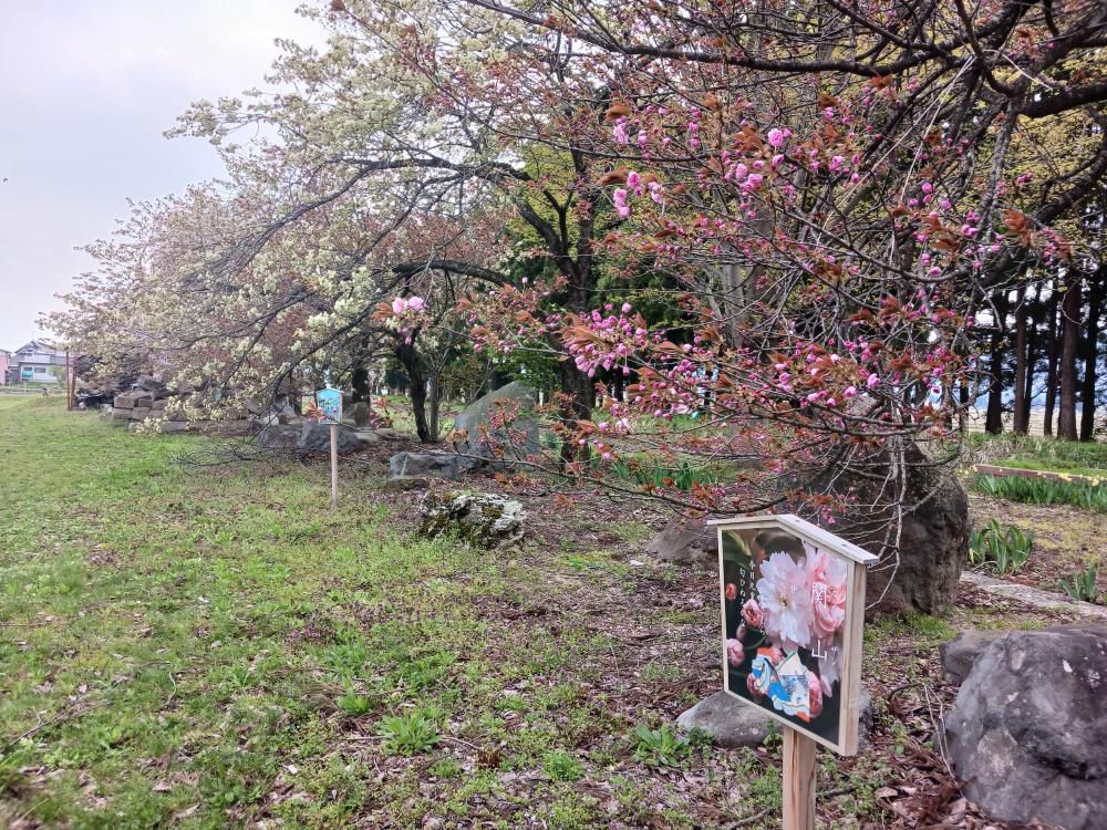 成田駅桜情報(6)　鬱金(ウコン)桜が満開です