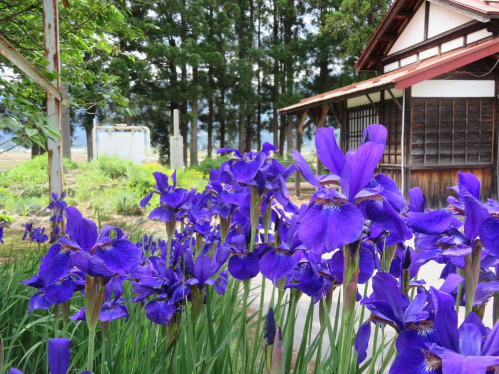桜散りて・・・