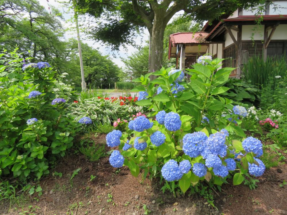 アジサイの開花宣言
