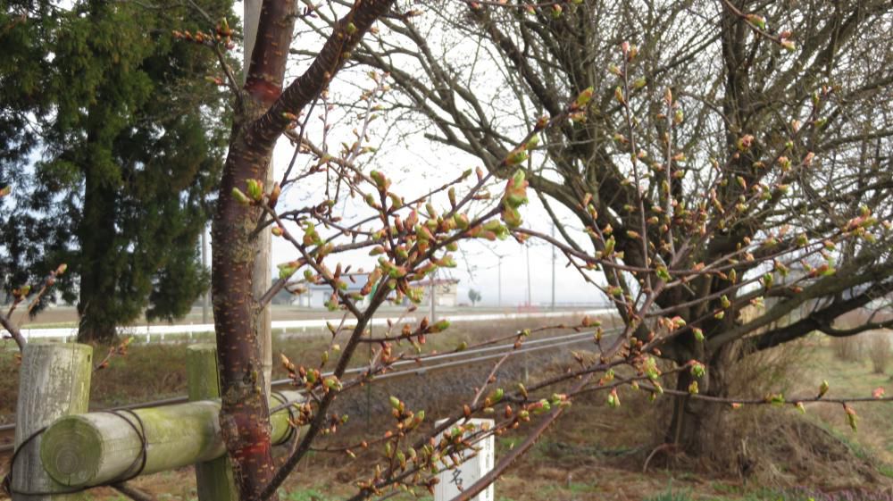 河津桜が膨らんできました