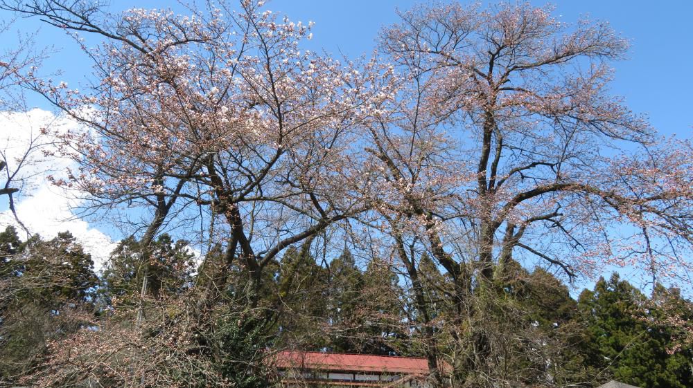 成田駅桜情報（１）　ソメイヨシノ咲きました