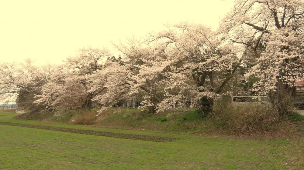 成田駅桜情報（2）　ソメイヨシノ満開です