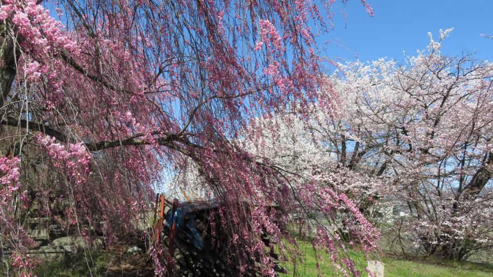 成田駅桜情報（３）　シダレザクラも咲きました
