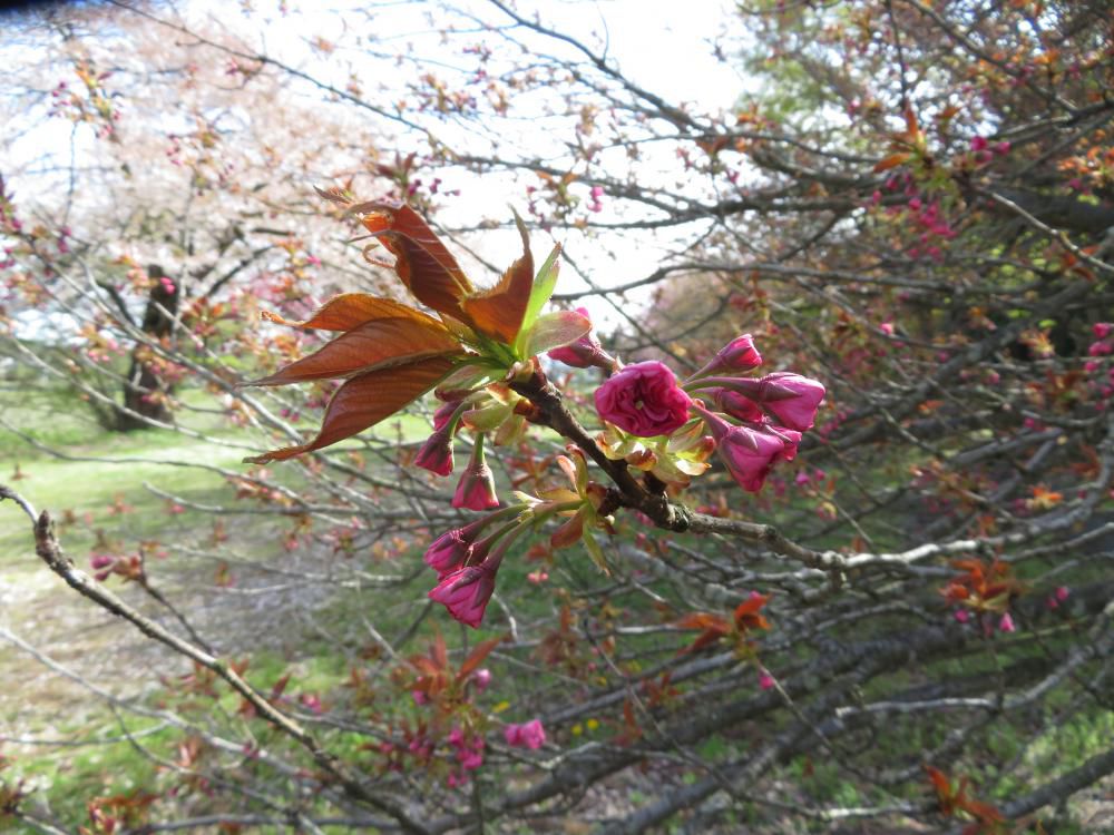 成田駅桜情報（５）　カンザン咲き始めました