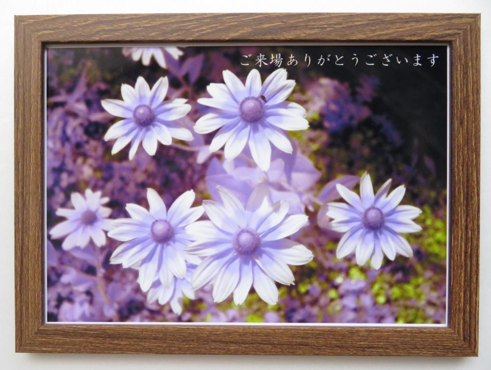 孫田稔「赤外線写真展」から 植物と紫外線