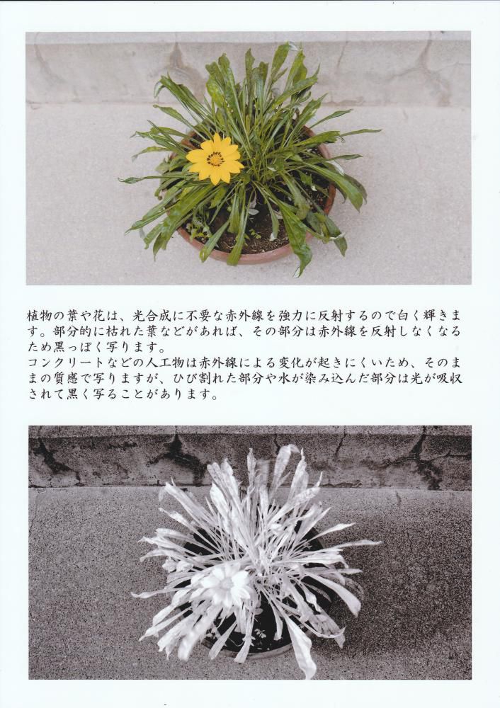 孫田稔「赤外線写真展」から 植物と赤外線